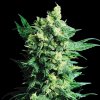 Sensi Seeds - Shiva Shanti II regular 10 ks - semená neobsahujú THC
