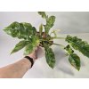 PlanBros flower Philodendron Ring of Fire