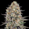 Barney´s Farm - Sour Strawberry 10 ks - Semienka neobsahujú THC