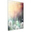 Vertikálny foto obraz akrylový na stenu Púpavy 50x100 cm