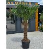 Trachycarpus fortunei Premium vo výške 235 cm, s výškou kmeňa 100 cm