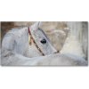 Foto obraz akrylový Biely arabský kôň 100x50 cm