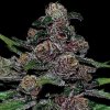 Anesia Seeds - Auto Blackberry Moonrocks 5 ks - Semienka neobsahujú THC