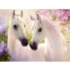 Norimpex diamantové malování Zamilované kone 30 x 40 cm