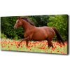 Fotoobraz fotografie na plátne Kôň na poli makov 100x50 cm