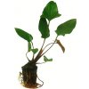 Anubias Hastifolia
