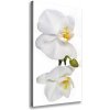 Vertikálny foto obraz na plátne Biela orchidea 50x100 cm