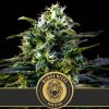 Blimburn Seeds Cannabis Seeds Mamba Negra Feminized 6 ks