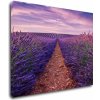 Impresi Obraz Levanduľové polia - 90 x 70 cm