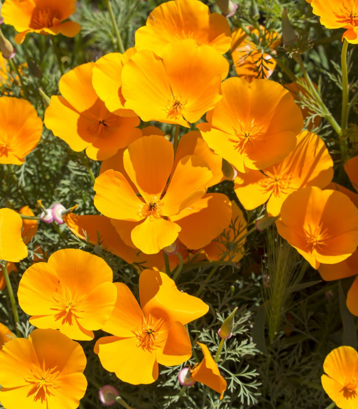 Slncovka kalifornská oranžová - Eschscholzia californica - semená - 200 ks