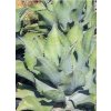 Agave salmiana x Agave protoamericana F2 – Mr. Ripple Agave semená počet kusov v balení: 5 ks v balení