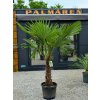 Trachycarpus fortunei Premium vo výške 225 cm s výškou kmeňa 80 cm