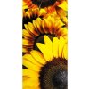 DIMEX | Samolepiaca fototapeta na podlahu FL-85-005 | 85 x 170 cm | Slnečnica + Hnedá, žltá vinylová samolepiaca fototapeta na podlahu so zosilnenou lamináciou