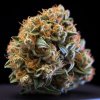 Vision Seeds - Nicole x OG 3 ks - Semená neobsahujú THC