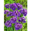 Kosatec sibírsky 'Concord Crush' 1 ks