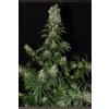 Strain Hunters White Strawberry Skunk neobsahuje THC 10 semen