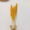 Trs Cantal Grass - Amber