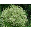 Drieň biely Elegantissima, výška 30-40 cm, kvetináč 14 cm