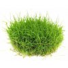 Eleocharis sp. Mini