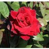 Ruža popínavá - Rosa ´Barkarole´ - 140/200cm