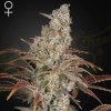 Green House Seed - Jacks Dream 1 ks - semená neobsahujú THC