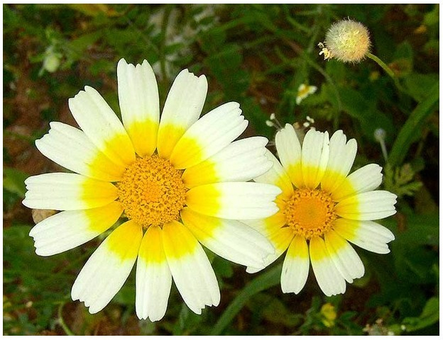 Chryzantéma jedlá - Chrysanthemum coronarium - semená chryzantémy -  semiačka - 0,9 gr od 1,29 € - Heureka.sk