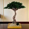 Umelý strom bonsai zo stabilizovaného jalovca 68 cm