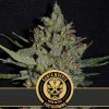 Blimburn Seeds - Santa Muerte Fast 3 ks - semená neobsahujú THC