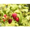 Malinočernica 'Tayberry'