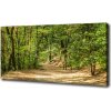 Foto obraz na plátne Lesný chodník 100x50 cm