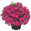 Klinček Summer Diamonds Little Rose - Dianthus, kont. 0,5 l