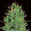 Expert Seeds - Amnesia Haze 15 ks - Semená neobsahujú THC