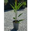 Trachycarpus fortunei 70 cm