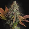 Paradise Seeds - Californian Gold 50 ks - Semená neobsahujú THC