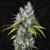 T.H. Seeds Underdawg OG semena neobsahuji THC 5 ks