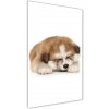 Vertikálny foto obraz akrylové sklo Šteňa akity 50x100 cm