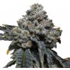 Expert Seeds - Gorilla Cheese 5 ks - Semená neobsahujú THC