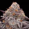 Blimburn Seeds Feminizované semená kanabisu Reeze McFlurry 9 ks