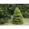Smrek biely Conica December cca 50 cm, kont. p19