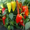 Paprika hybridná Beja F1 - Capsicum annuum - semiačka - 10 ks