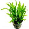 Vyrobca Microsorum mini