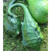 Tekvica okrasná Dinosaurus - Cucurbita sicenaria - semená - 6 ks