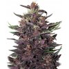Buddha Seeds Buddha Purple Kush Auto semena neobsahuji THC 50 ks