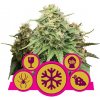 Royal Queen seeds Feminized Mix neobsahují THC 5 ks