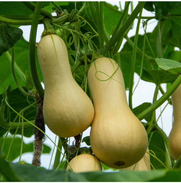 Tekvica maslová Butternut - Cucurbita moschata - semená tekvica - 6 ks ​