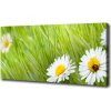 Foto obraz na plátne Sedmokrásky 100x50 cm