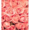 DIMEX fototapeta Ruže MS-3-0133 - 225 x 250 cm (150g VLIES - LEPIDLO ZADARMO)