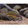 Aquascaperi Cichlidka bojovná - Julidochromis / ornatus