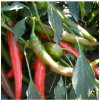 Paprika Pálivec - Capsicum annuum - predaj semien - 20 ks