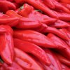 Paprika Lipari F1 - Capsicum annuum - semená papriky - 5 ks
